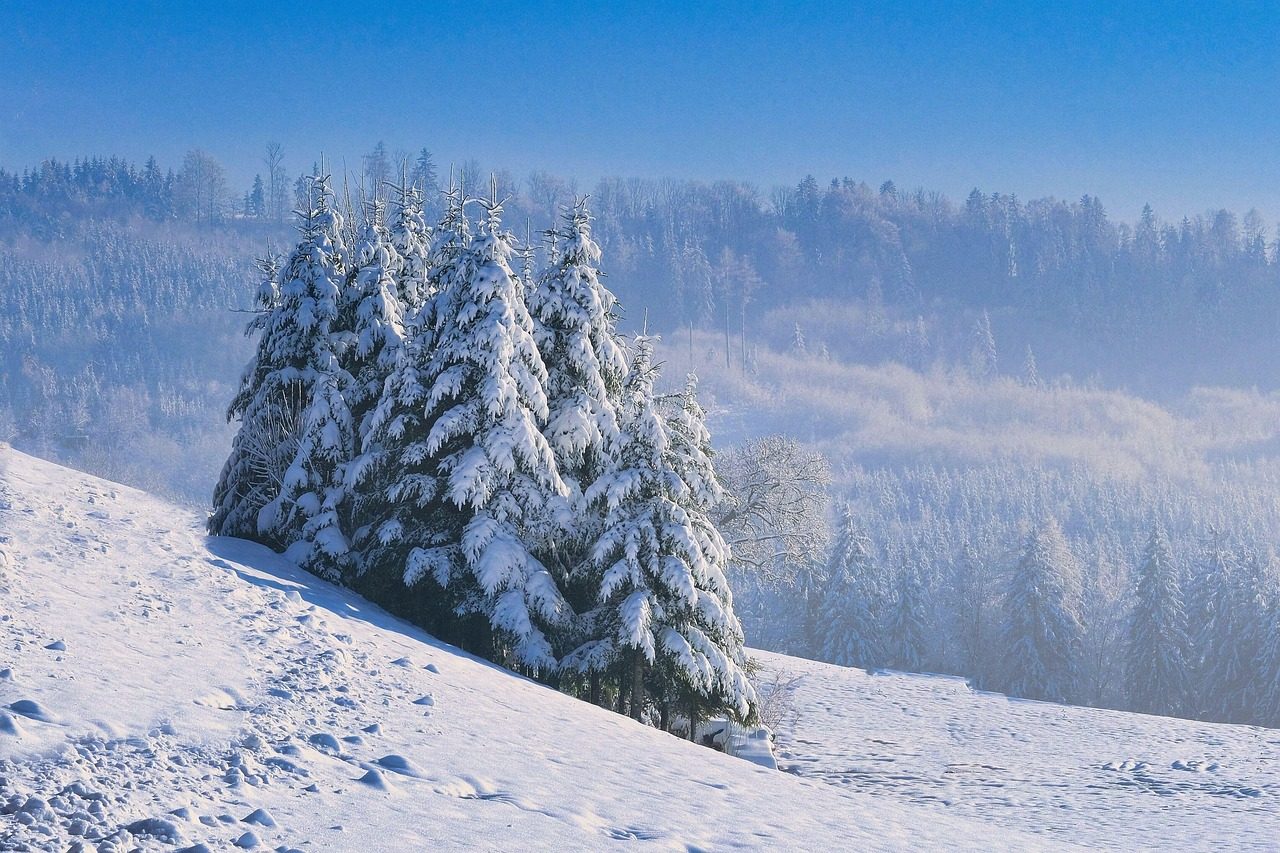 Zelena gorska planina z divjimi cvetlicami in svežim gorskim zrakom